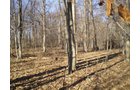 Property photo 3 - 159 Acres Offered in 7 Tracts